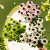 White parsley bouquets, fresh flower arrangements, decorative items for the living room, bedroom, and tabletop Specification image